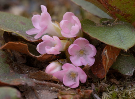 Trailing Arbutus picture