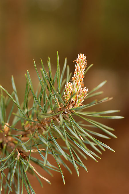 Scrub, Jersey or Virginia Pine picture