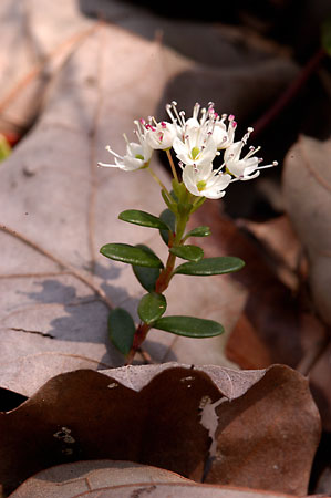 Sand-myrtle picture