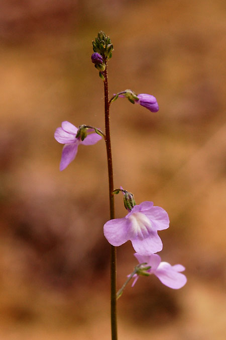Blue Toadflax picture, Old-field Toadflax picture