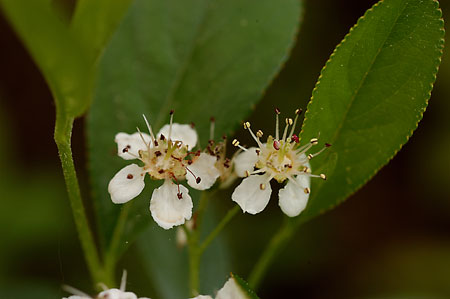 Black Chokeberry picture