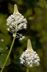 Turkeybeard picture