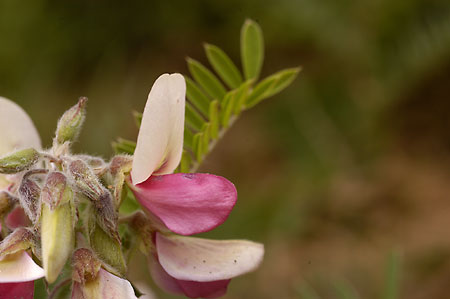 Goat's-rue picture