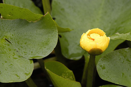 Spatterdock picture