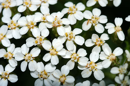 Common Yarrow picture