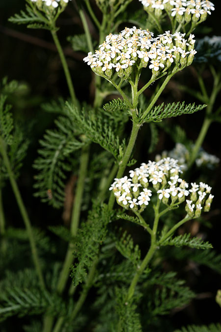 Common Yarrow picture