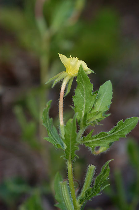 Cut-leaved Evening-primrose picture