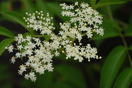 Common or Sweet Elder-berry picture