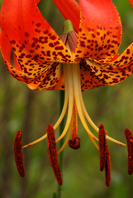 Turk's-cap Lily