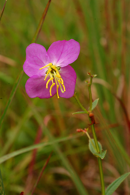 Meadow Beauty picture