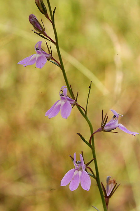 Canby's Lobelia picture