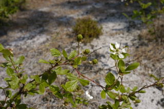 Sand Blackberry picture