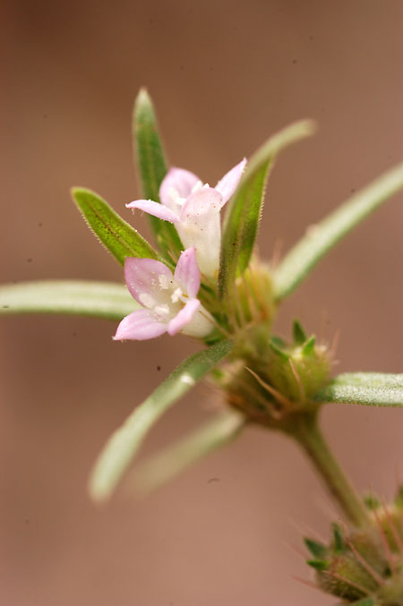 Rough Buttonweed picture