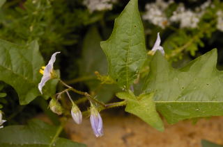 Sand Blackberry picture