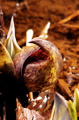 Skunk-cabbage