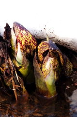 Skunk-cabbage