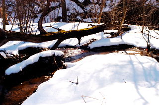 Skunk-cabbage picture