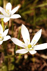 Star-of-Bethlehem picture