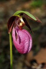 Pink Lady's Slipper picture