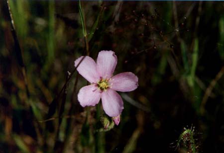 Thread Leaf Sundew