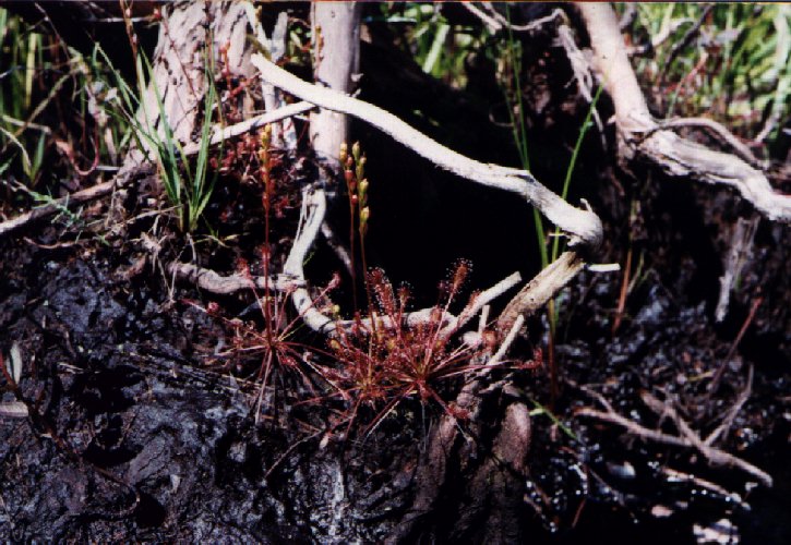 Spatulate-leaved Sundew picture