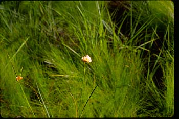 Tawny or Vitginia Cotton-grass