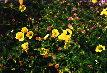 Fern-leaved False Foxglove picture