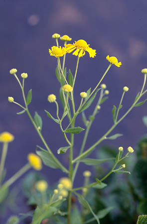 Sneezeweed picture