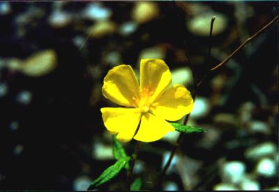 Frostweed picture