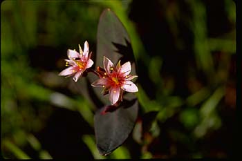 Marsh St. John's-wort picture