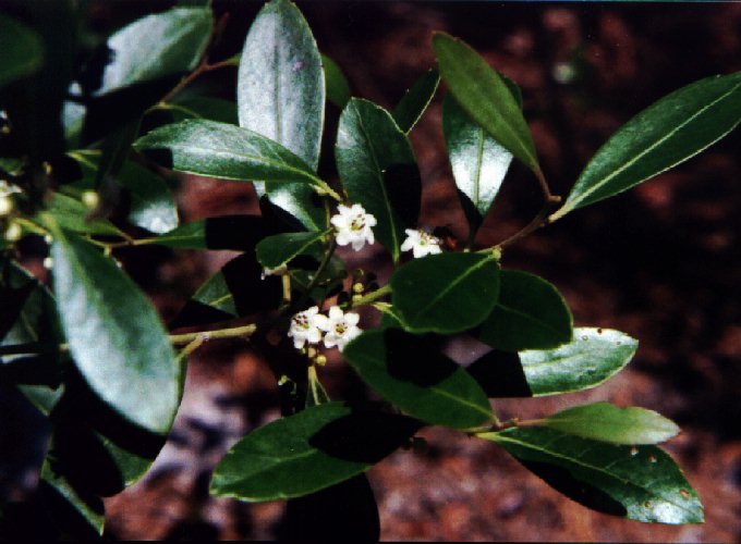 Ilex glabra picture