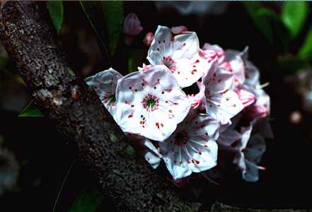 Mountain Laurel