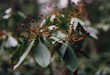 Mountain Laurel