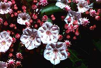 Mountain Laurel