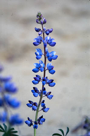 Wild Lupine picture