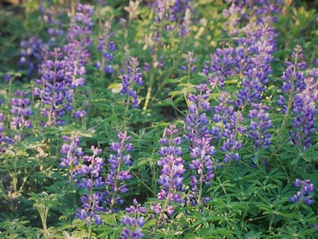 Wild Lupine picture