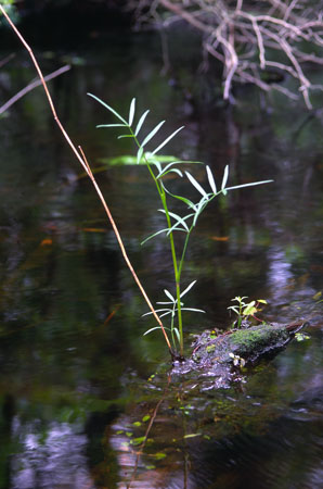 Slender-leaved Cowbane picture