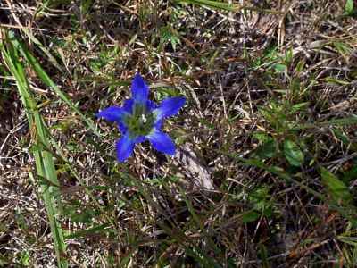 Pine-barren Gentian picture