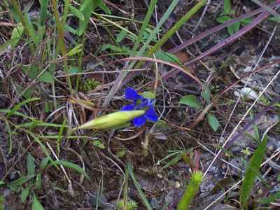 Pine-barrren Gentian picture