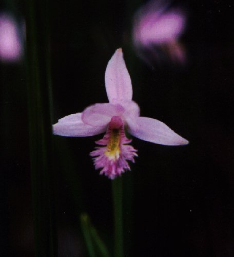 Rose Pogonia picture