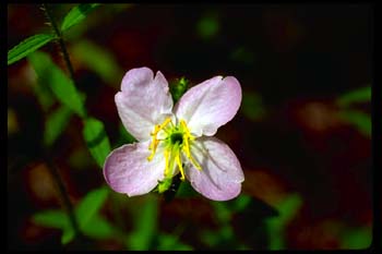 Maryland Meadow Beauty picture