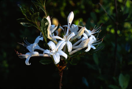 Swamp Azalea picture