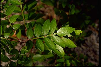 Dwarf or Winged Sumac picture