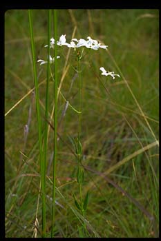 Lance-leaved Sabatia picture