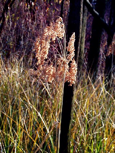 Wool Grass picture