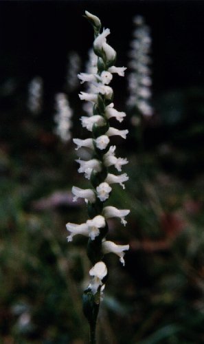 Nodding Ladies'-tresses