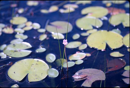 Purple Bladderwort picture