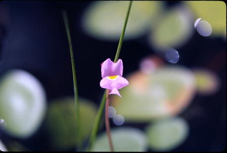 Purple Bladderwort picture
