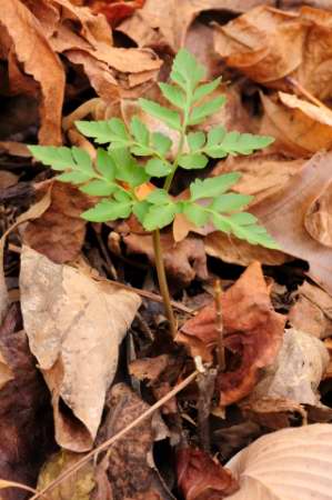 Cut-leaved Grape Fern, Botrychium dissectum