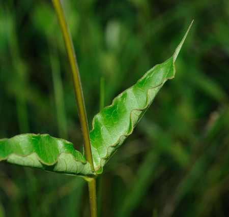 Red Milkweed, Asclepias rubra